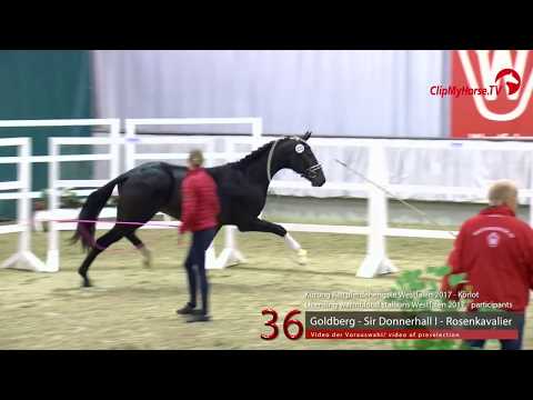 36 Junghengst v. Goldberg - Sir Donnerhall I
