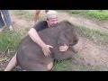 Baby Elephants love to cuddle