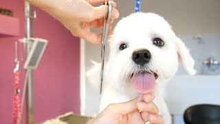 Grooming Guide - How to Groom a Maltese (Puppy) #13