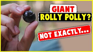 Giant Rolly Polly? Not Exactly...