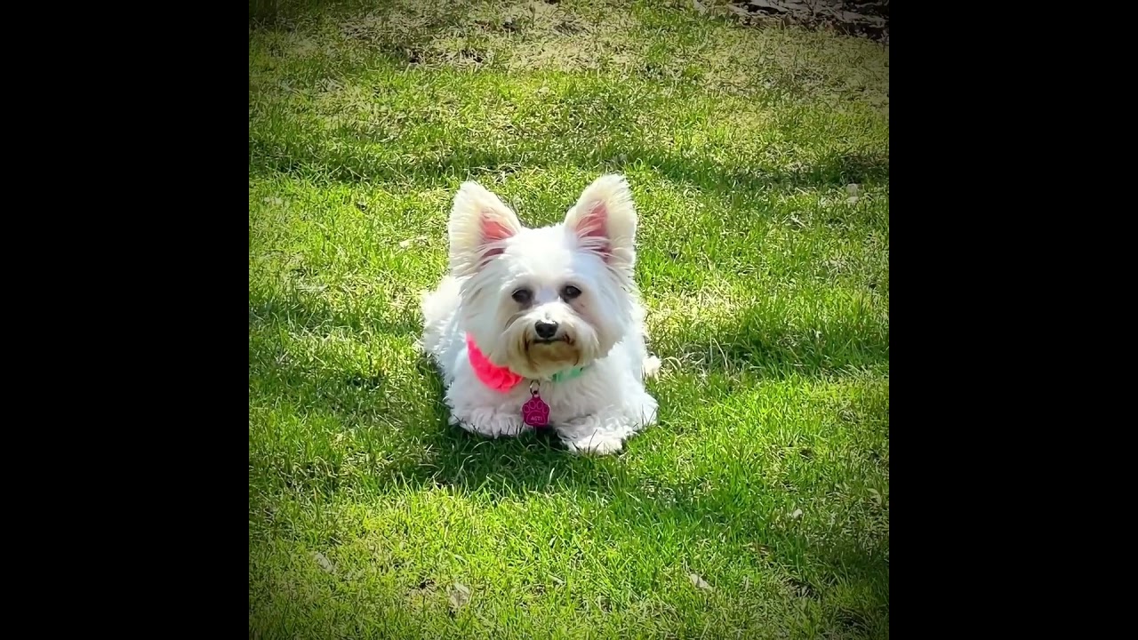 Enlarge Portland, a Adoptable Yorkshire Terrier in Hartland, WI video 6/6