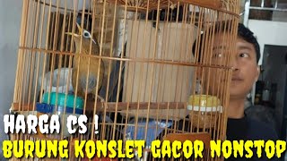 Download lagu BURUNG GACOR HARGA CS ! TETAP GACOR WALAUPUN SANGKARNYA DI TENGTENG mp3