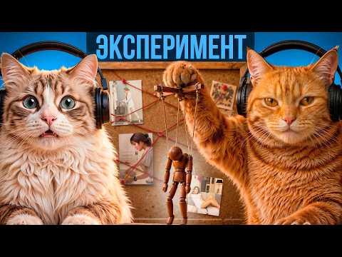 Мы решили выяснить, кто в доме главный | CatCast