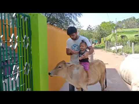 Vedanshi playing with cow 🐄