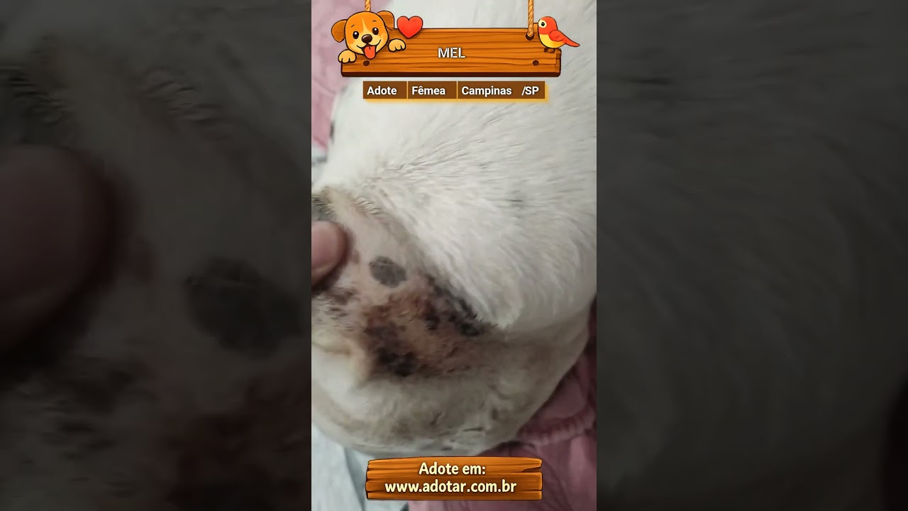 Cachorro raça Pit-Bull idade 7 a 11 meses nome MEL