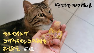 【前編】コザクラインコの雛をお迎えするために南仏マルセイユに女子一人旅へ。念願のインコとパリ在住生活。マルセイユのアパートを大公開。