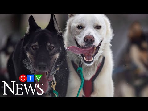 Experts offer advice for people wanting to get pet