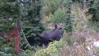 preview picture of video 'Two bull-moose on Iceberglake trail (Glacier Ntl P. USA) 2009'