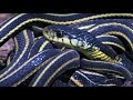 Top 5 Slithering Snake Moments BBC Earth