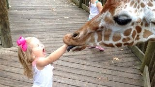 FORGET CATS! Funny KIDS vs ZOO ANIMALS are WAY FUNNIER! - TRY NOT TO LAUGH