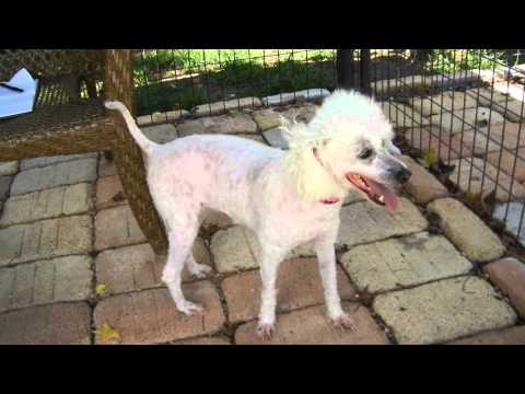 Maggie, an adopted Poodle in Houston, TX_image-1