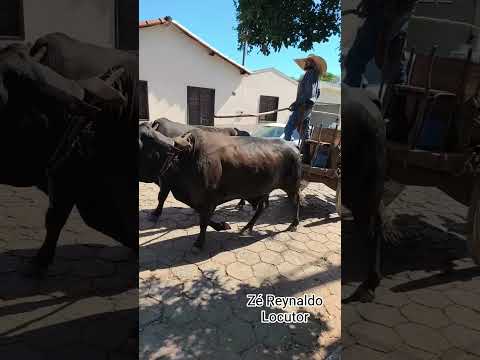 CARROS DE BOI NA CARREATA DE SANTA RITA UBAI MG 2026