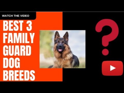 Best 3 Family Guard Dog Breeds| Noora -THE DOGOARGENTINO