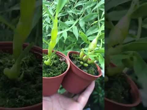 How amazing to grow orchids propagate plant fast and easy #4390
