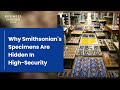 Why 99% Of Smithsonian's Specimens Are Hidden In High-Security | Big Business