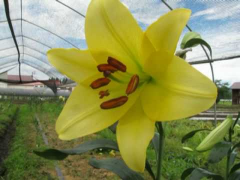 園芸 アマリリス ベラドンナ