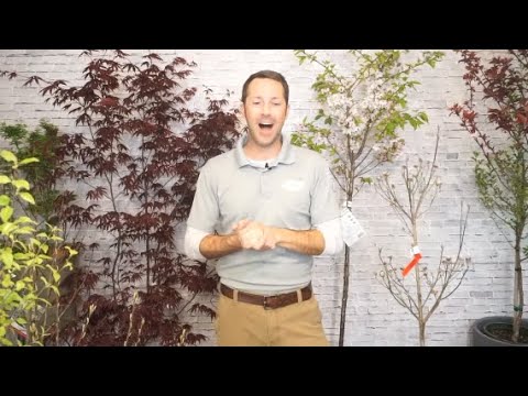 The Garden Guru's Top Ten Trees