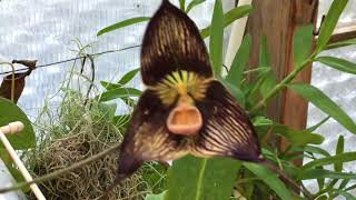 DRACULA ORCHID CARE: GROWING DRACULA VAMPIRA AND DRACULA LOTAX ORCHIDS 1080p