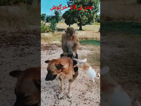 The art of monkeys and rabbits😍#love #youtobeshorts #shorts