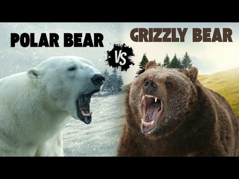 Grizzly vs Polar Bear | Clash of the Giants