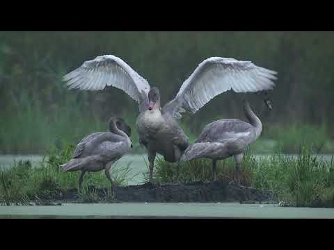 Black River Audubon Society Trumpeter Swan Presentation Nov 2024 Ad Video 1920
