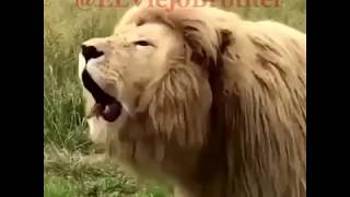 Download lagu SINGA Mengucapkan Selamat Pagi | Video Whatsapp Lucu | 30 Detik mp3