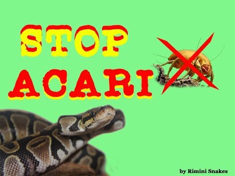 Parassita la dottrina su vita la 2a stagione la 2a serie Come striscia alla razza di persona
