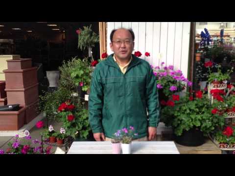 フロックスの切り方:開花期間を延ばす方法 植物