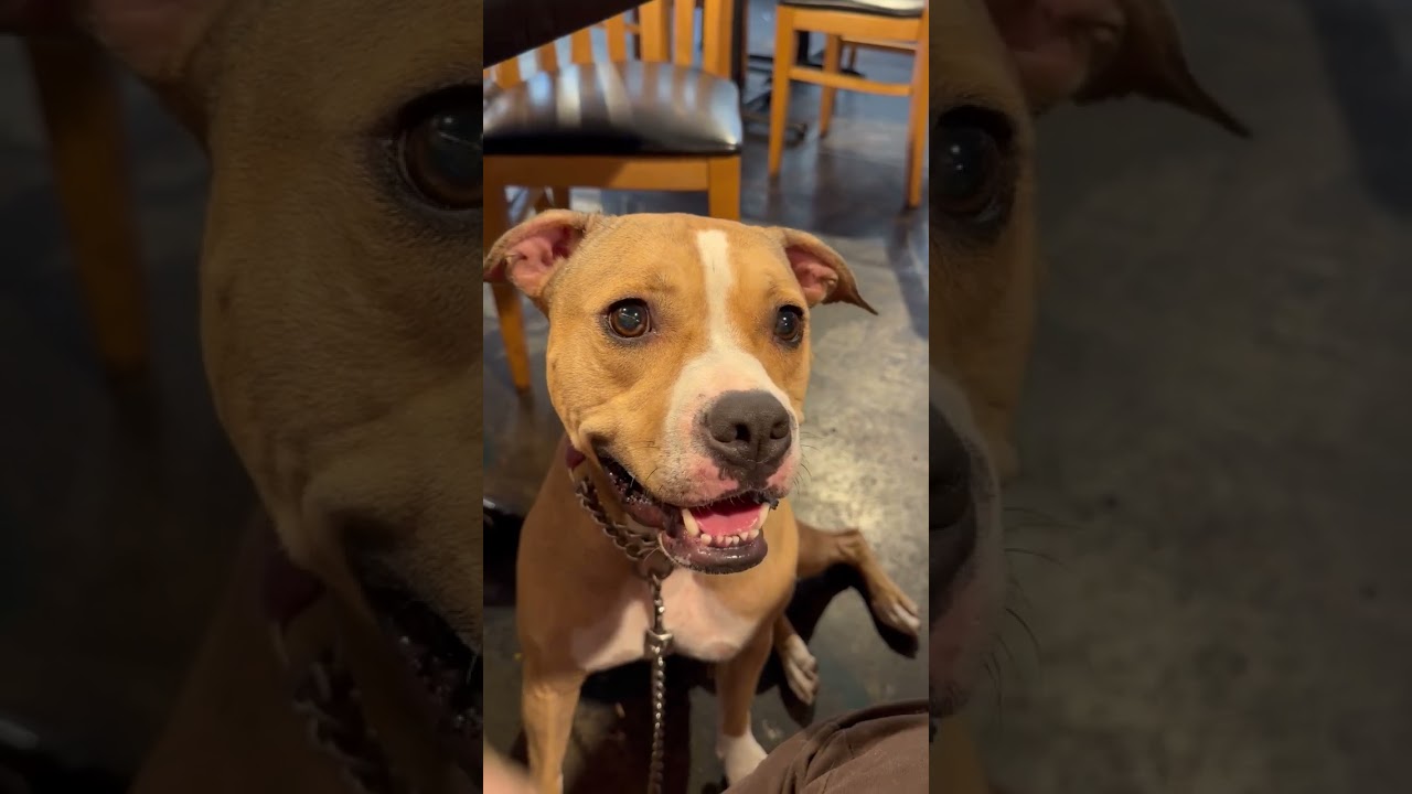 Enlarge Tink, a Adoptable mixed breed in Whittier, CA video 6/6