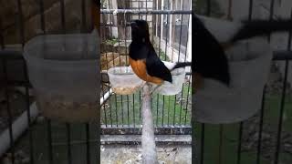 Download lagu murai nias betina mp3