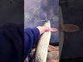 Video Thumbnail for Catch and Release #pike #shorts #fishing
