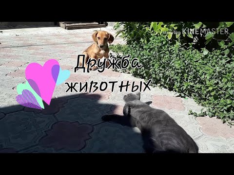 Дружба домашних питомцев)))щенок и кошечка)))играют вместе