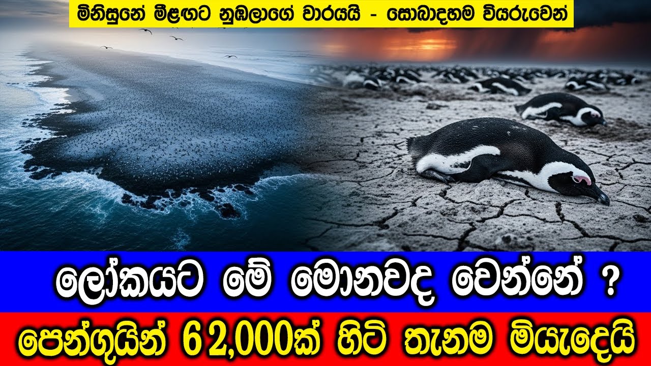 පෙන්ගුයින් සත්වයින් 62,000ක්ම එම ස්ථානයේම අවසන් ගමන් යය?