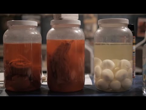 Cypress Grove - Robert Connely Farr (Official Video) #deltablues #bluesmusic #countryblues