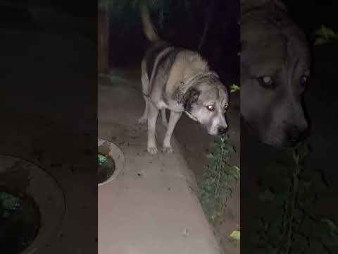 two pajder dog's breed .the alpha male has to be in leash when food be serve and the female is old