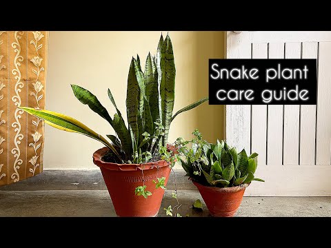 Snake Plant Growth Tips | Easy Gardening Guide for Beginners