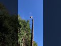 Redwood Log Riggin