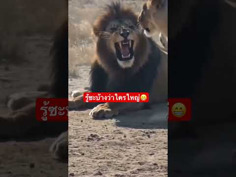 ให้มันรู้ซะบ้างใครใหญ่55555