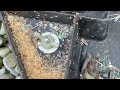 Huge Ant Nest Found in Rodent Bait Station in Middletown, NJ
