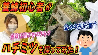 【養蜂体験】初心者でも日本蜜蜂のハチミツは採れるのか？！【ハチミツ採取・採蜜】