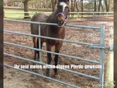 Abschied nehmen von den drei besten Pferden ❤😭😢 ich werde euch nie vergessen