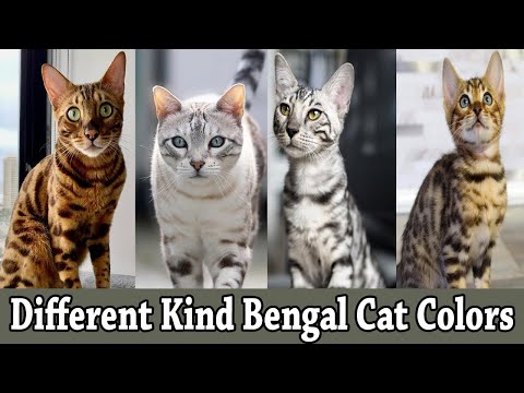 Different Kind Bengal Cat Colors & Patterns || Bengal Cat Coat