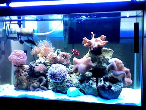 Updated 30 gallon Reef Tank