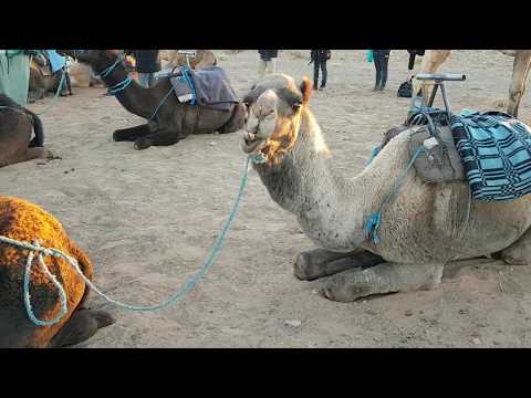 Cammelli in Marocco