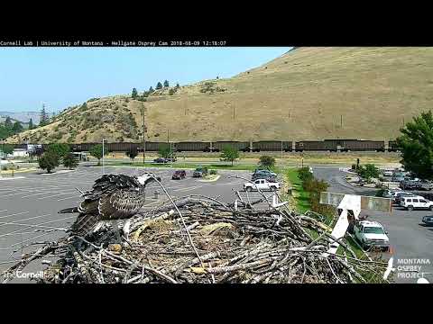 Louis Delivers Fish To Iris, Lele Drops In – Aug. 9, 2018