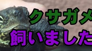 クサガメ飼いました(+友達のカメ)
