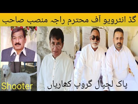 Top Class Bully Breed Dog Name Shooter And Good Interview Of Raja Mansab Kharian #dog
