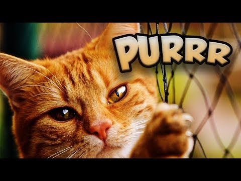 Astounding Facts About Cats That Will Make You Go PUUURRR...
