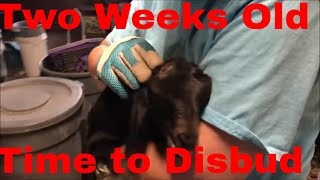 How To Disbud, (Dehorn) Baby Goats
