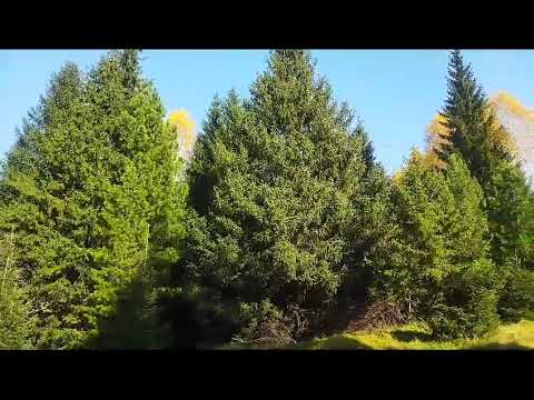 The nature of Siberia. Autumn in the mountains.